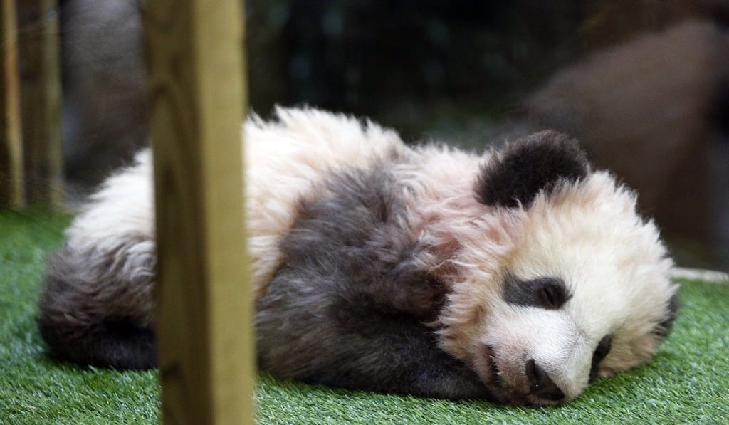 Yuan Meng relaxes during his naming ceremony. Photo: EPA Yuan Meng relaxes during his naming ceremony. Photo: EPA