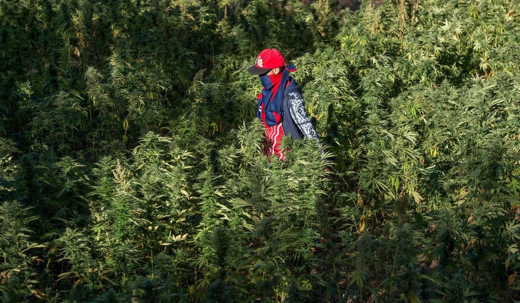 A masked farmer walks in a field of marijuana near Ketama in Morocco’s northern Rif region. Photo: AFP
