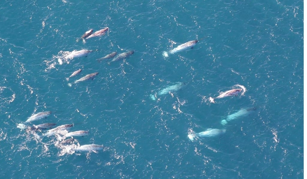 A pod of narwhals off Greenland. Photo: Kristin Laidre / NOAA A pod of narwhals off Greenland. Photo: Kristin Laidre / NOAA