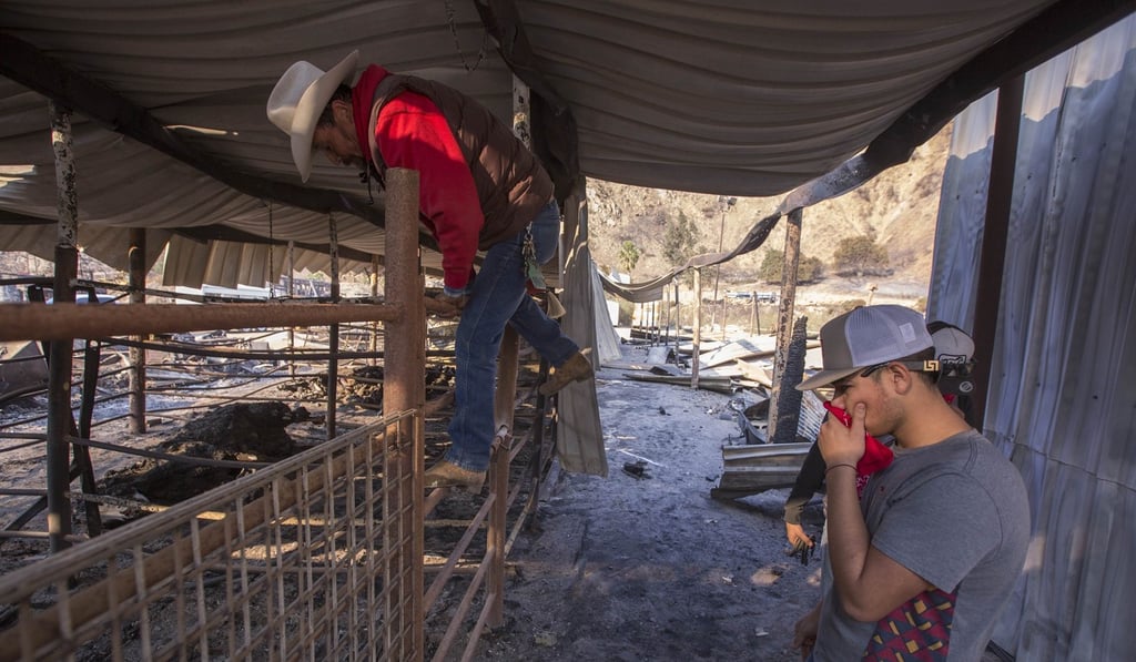 Arturo Castaneda climbs into a stall to collect horse shoes from his dead horse, Petacas, as fellow worker Anthony Martin looks on, after 29 horses at Rancho Padilla died in a wildfire on Wednesday near Sylmar, California. Photo: AP