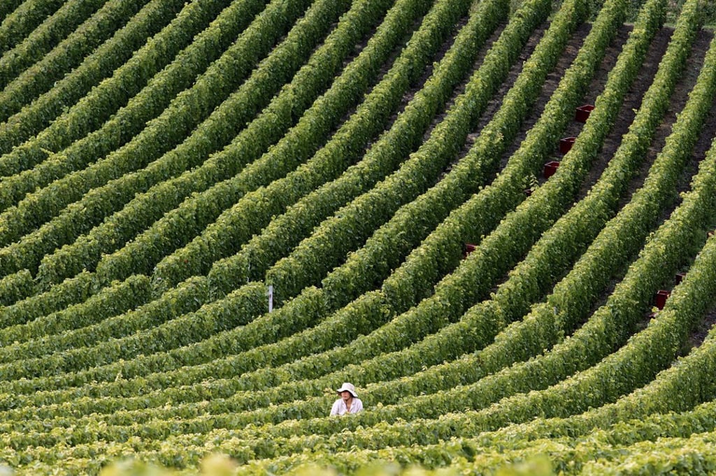 Champagne comes from the Champagne region of northeastern France where grapes are harvested. Photo: AFP