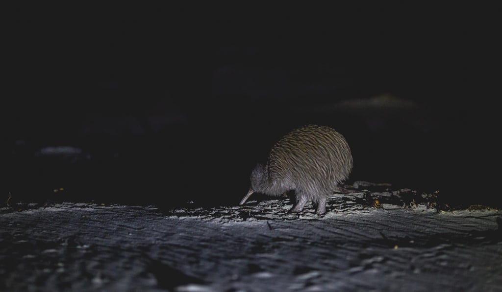 A South Island Brown Kiwi on the beach on Stewart Island. Photo: courtesy of The Wild Kiwi Experience