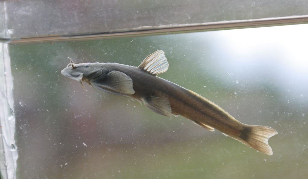 Chen said he was “gripped with joy and excitement” when he realised he had discovered a new species of catfish . Photo: Handout