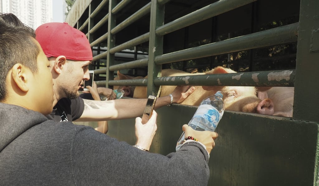 Members of Hong Kong Pig Save give water to pigs as they arrive at the slaughterhouse. Photo: Lauren James