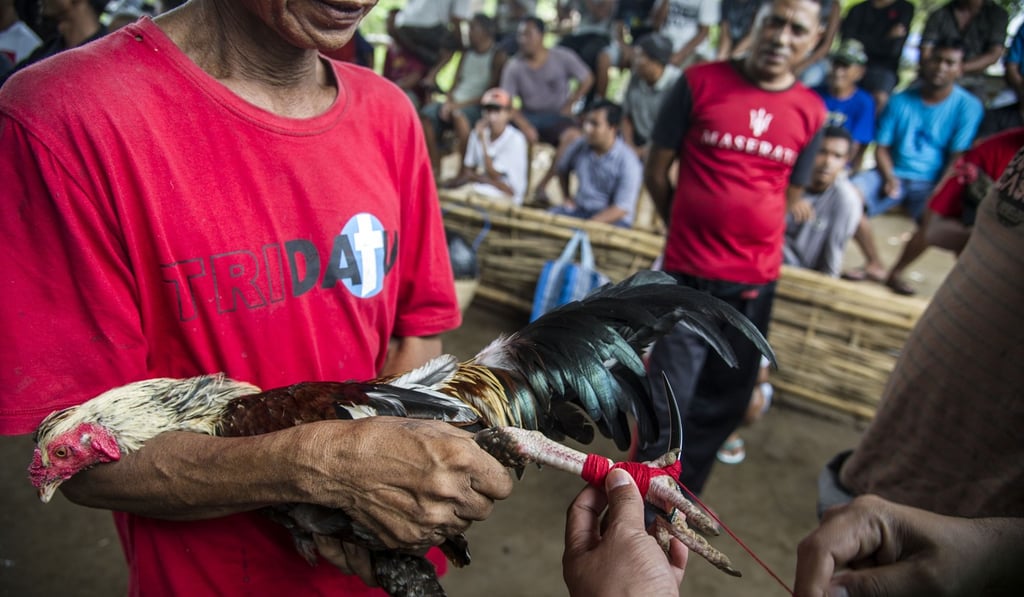 The dagger is attached to the rooster’s foot. Photo: AFP The dagger is attached to the rooster’s foot. Photo: AFP