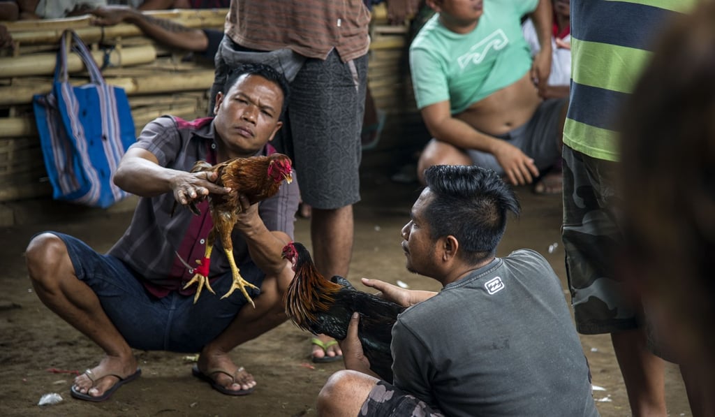 The owners inspect each other’s bird before the fight. Photo: AFP The owners inspect each other’s bird before the fight. Photo: AFP