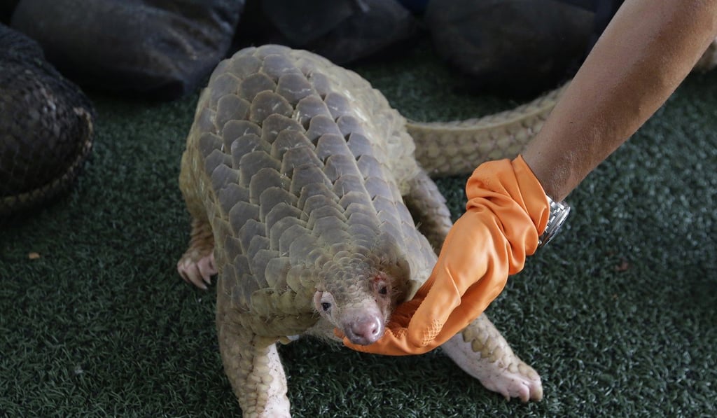 A seized Pangolin in Bangkok, Thailand. Photo: AP