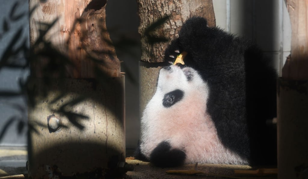 Baby panda Xiang Xiang plays in her enclosure at Ueno Zoo in Tokyo. Photo: AFP Baby panda Xiang Xiang plays in her enclosure at Ueno Zoo in Tokyo. Photo: AFP