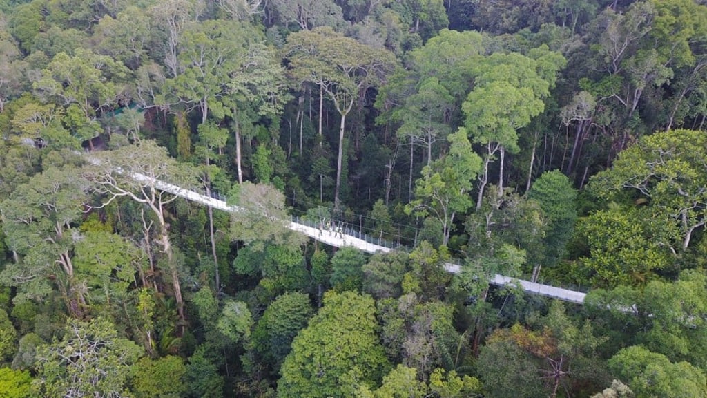 A walkway hangs 50 metres above the forest floor at The Habitat Penang Hill. The structure is specially designed so as not to have any intermediate pylons that might affect the forest floor.