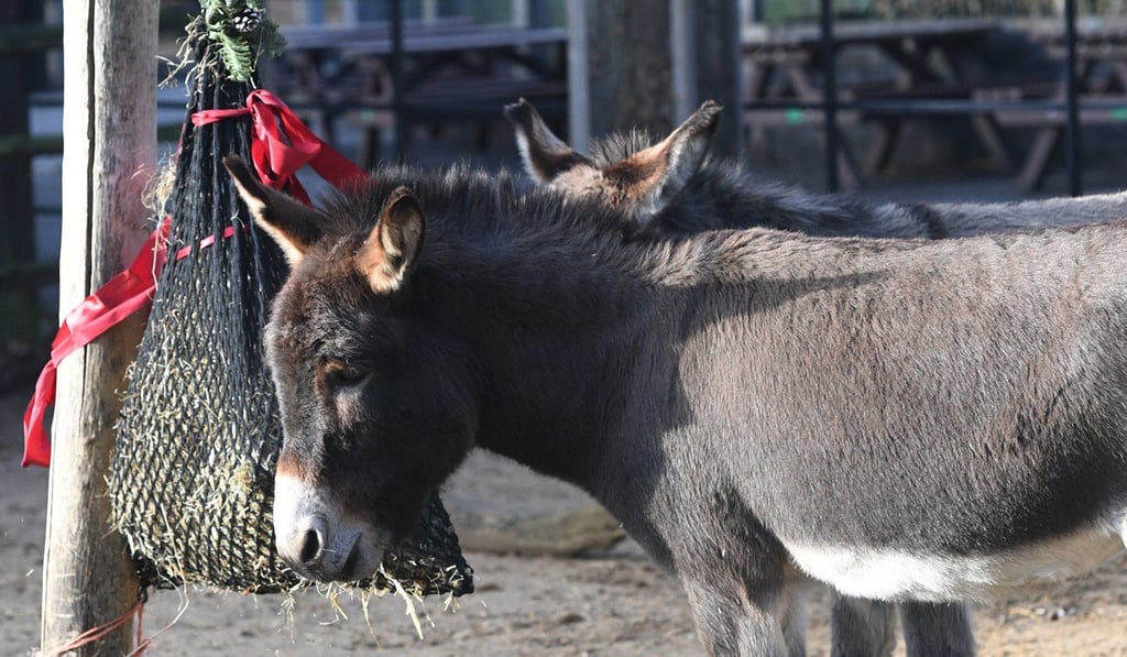 Donkeys receive Christmas treats during a photocall at the London Zoo on December 14. Photo: EPA Donkeys receive Christmas treats during a photocall at the London Zoo on December 14. Photo: EPA