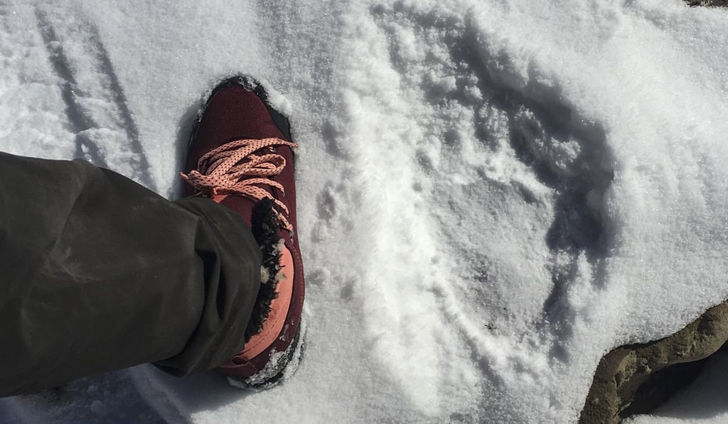 The size of a man’s footprint in comparison to a bear’s. Photo: Mark David Abbott