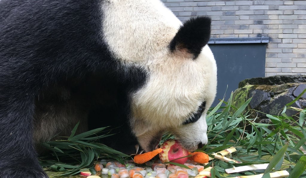 Peng Peng the panda was one of the many descendants of Pan Pan. Photo: Weibo