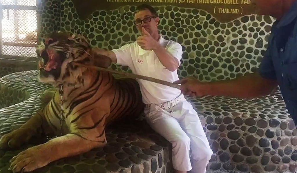 A tourist poses with a roaring tiger being prodded by a Pattaya zoo staff member. Photo: AFP