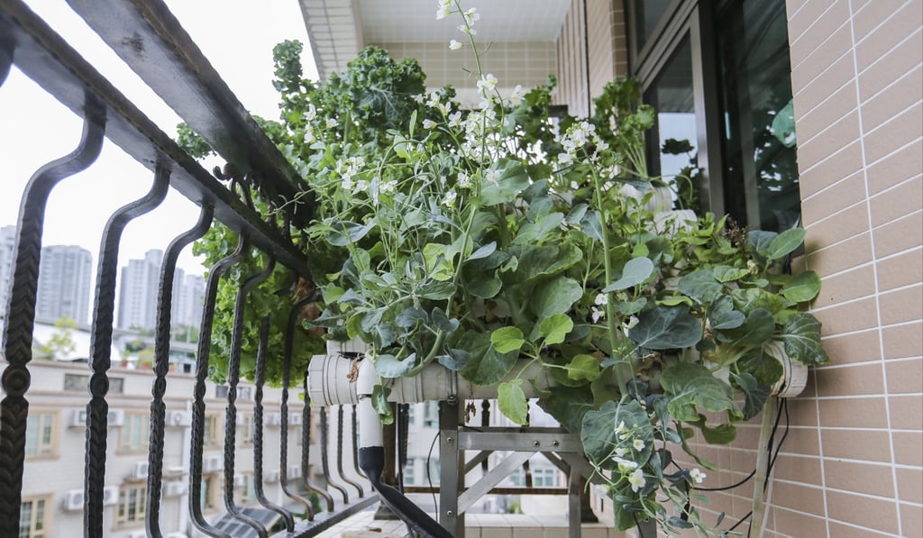 Wouter van Marle established a hydroponics start-up, which allows Hongkongers to use their balcony or rooftop to grow vegetables. Photo: Xiaomei Chen