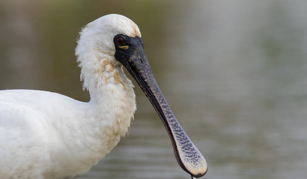 A black-faced spoonbill. Photo: Owen Chiang/ HKBWS