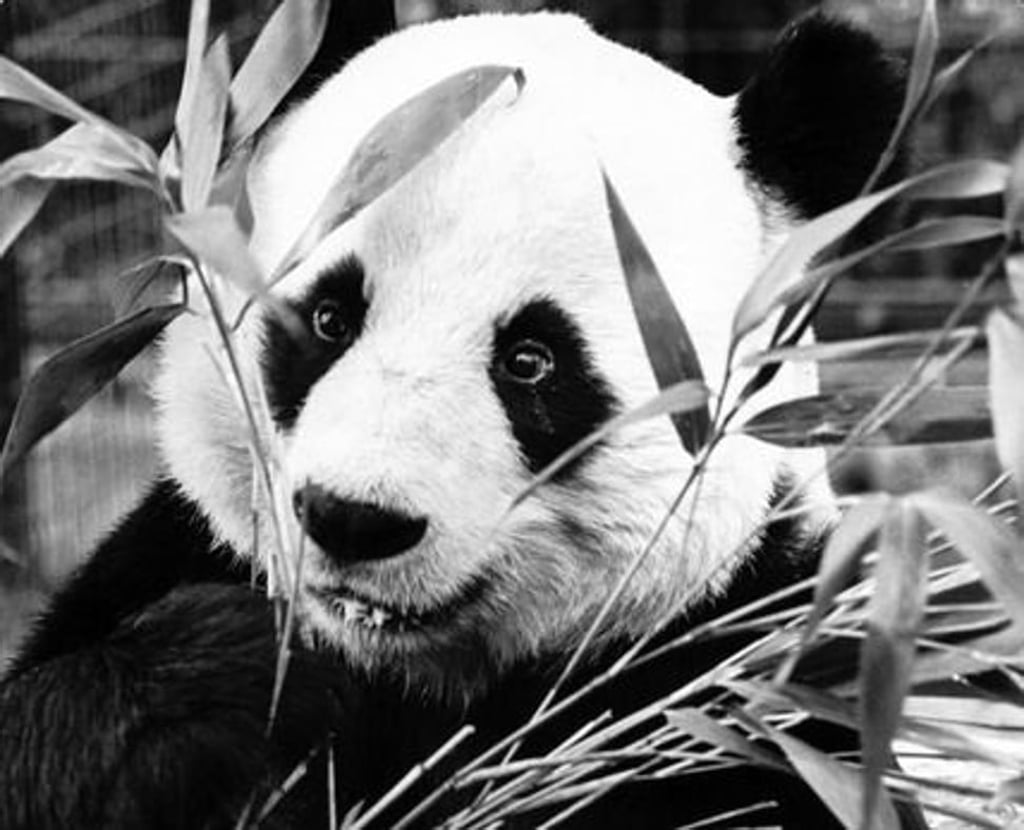 The London Zoo's male panda, Chia Chia, arrived on loan from China in 1974. Photo: Agence France-Presse