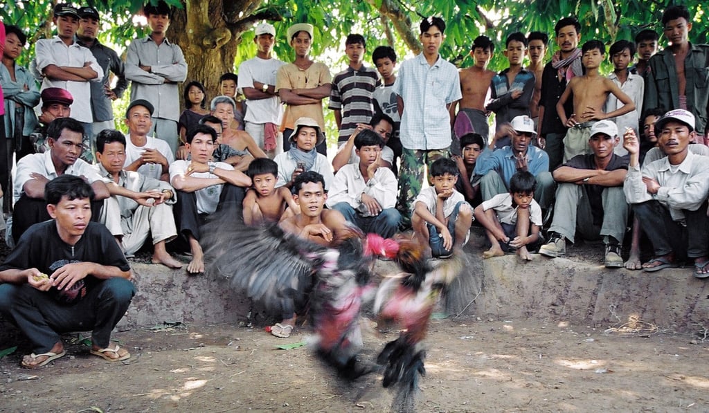 Cambodians watch a cockfight in Kandal province. The country's love of cockfighting goes back centuries. Photo: AFP