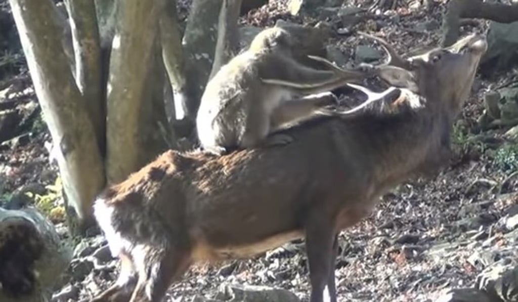 Scientists found that interactions between female macaques and sika deer are “sexual in nature” – at least for the monkeys. Photo: Handout