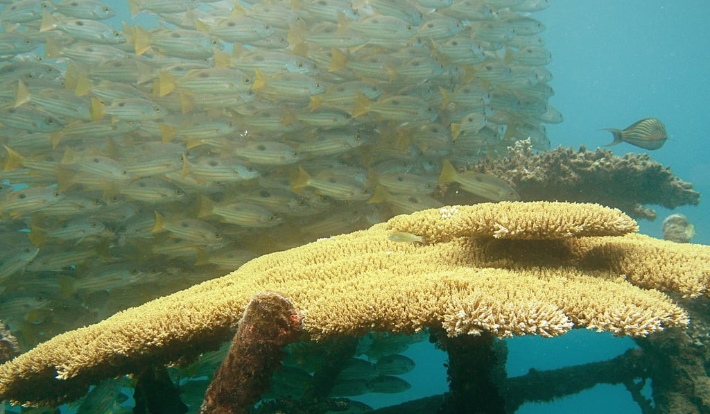 A school of fish in the waters off Bali. Photo: AFP A school of fish in the waters off Bali. Photo: AFP