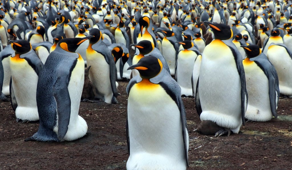 King penguins, seen here in a file photo, are used to frigid temperatures in Antarctica, but the cold snap in Canada has forced Calgary zoo to send their birds indoors. Photo: TNS