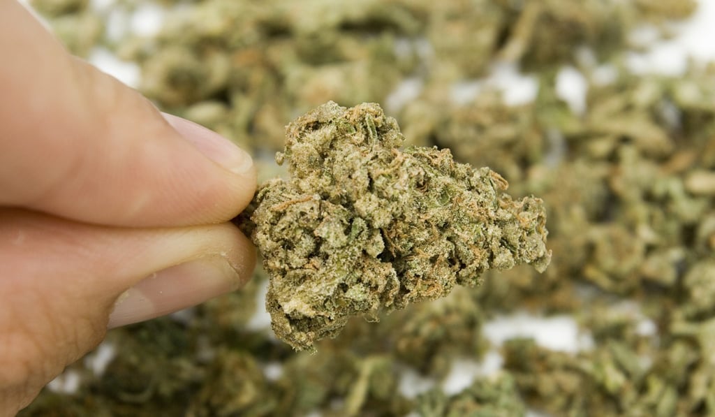 A bud of marijuana or herbal cannabis. Photo: Alamy