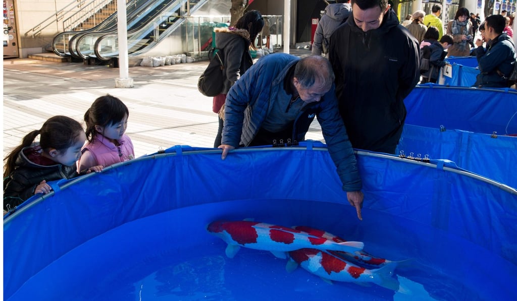 People looking at koi carp in a tank during a coloured carp contest in Tokyo. Photo: AFP