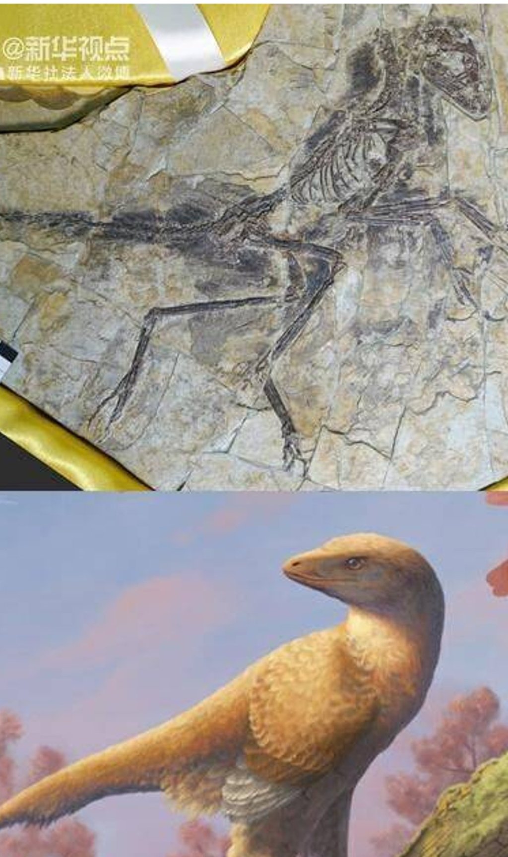 The reveal the bone structure of the animals. Photo: Xinhua