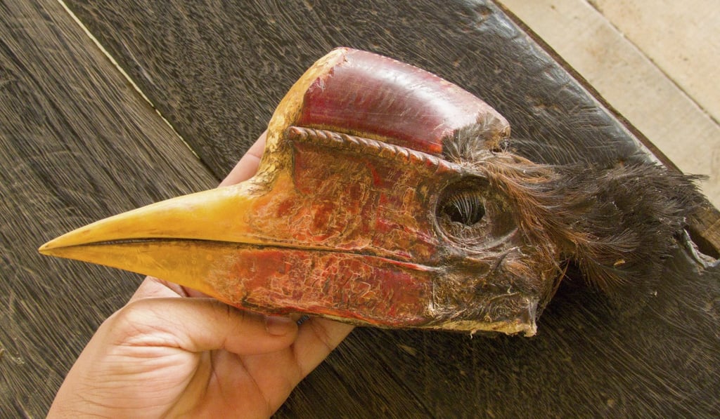 A week-old decapitated head of a helmeted hornbill, in Ketapang, West Kalimantan, Indonesia. Picture: Hadiprakarsa/Rangkong.org