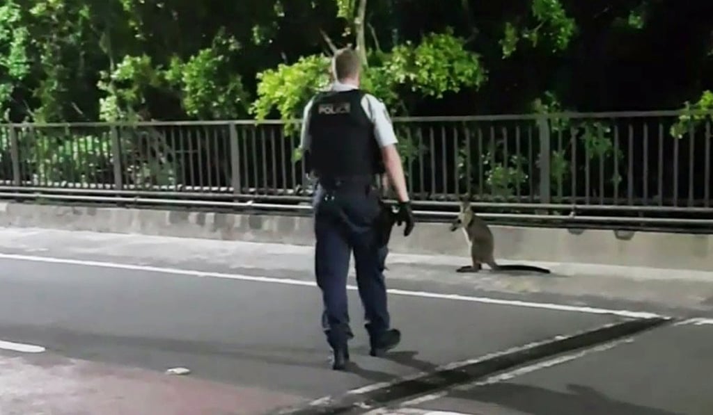 A supplied video screenshot obtained January 16, 2018 of a policeman approaching a wallaby on the Sydney Harbour Bridge. Photo: Reuters