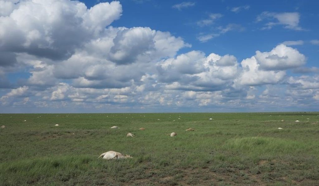 Dead siaga antelope litter a plain in Kazakhstan in May 2015. Photo: Association for the Conservation of Biodiversity, Kazakhstan / Biosafety Institute, Gvardeskiy RK / Royal Veterinary College, London Dead siaga antelope litter a plain in Kazakhstan in May 2015. Photo: Association for the Conservation of Biodiversity, Kazakhstan / Biosafety Institute, Gvardeskiy RK / Royal Veterinary College, London