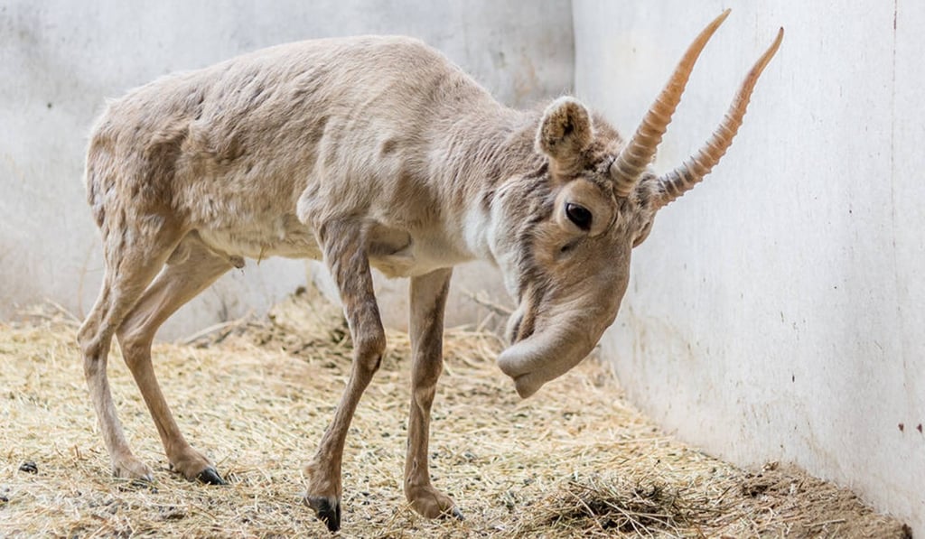 The bizarre-looking saiga antelope is notable for its bulbous, trunk-like snout. Photo: Shutterstock