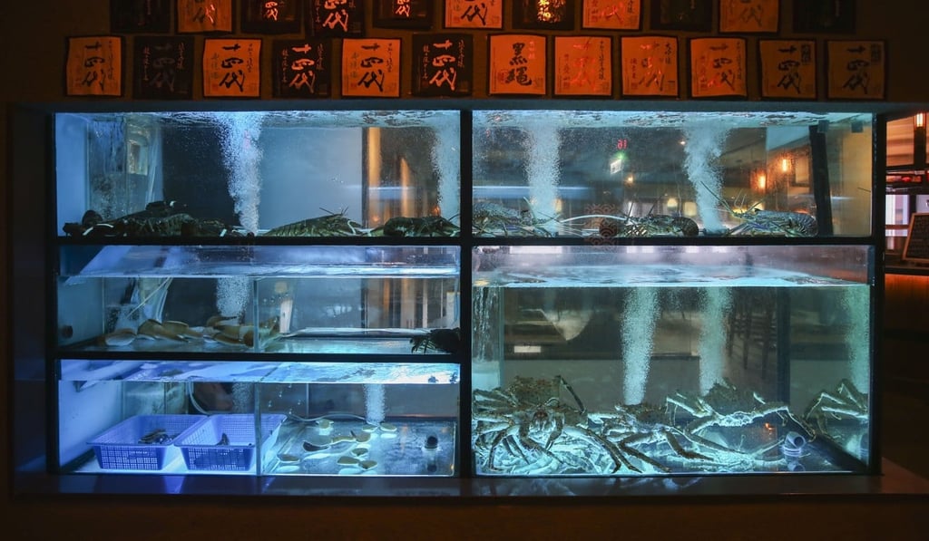 Misu Seafood Cuisine’s fish tank. Photo: David Wong