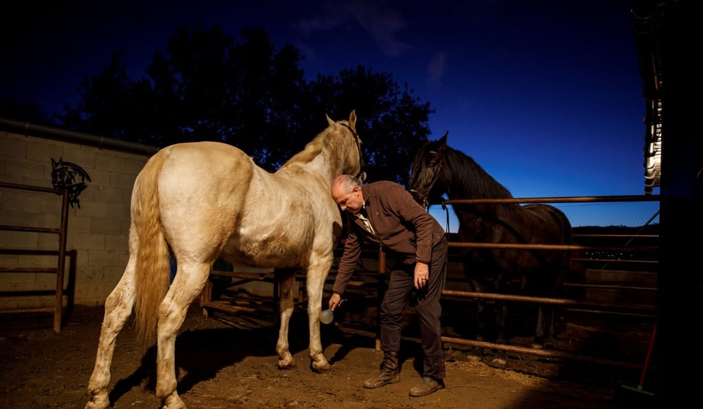 A man cleans a horse in a stable before the festival. Photo: Reuters