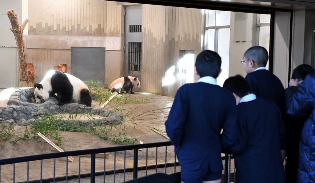 People visit panda cub Xiang Xiang at Ueno zoo. Photo: AFP People visit panda cub Xiang Xiang at Ueno zoo. Photo: AFP