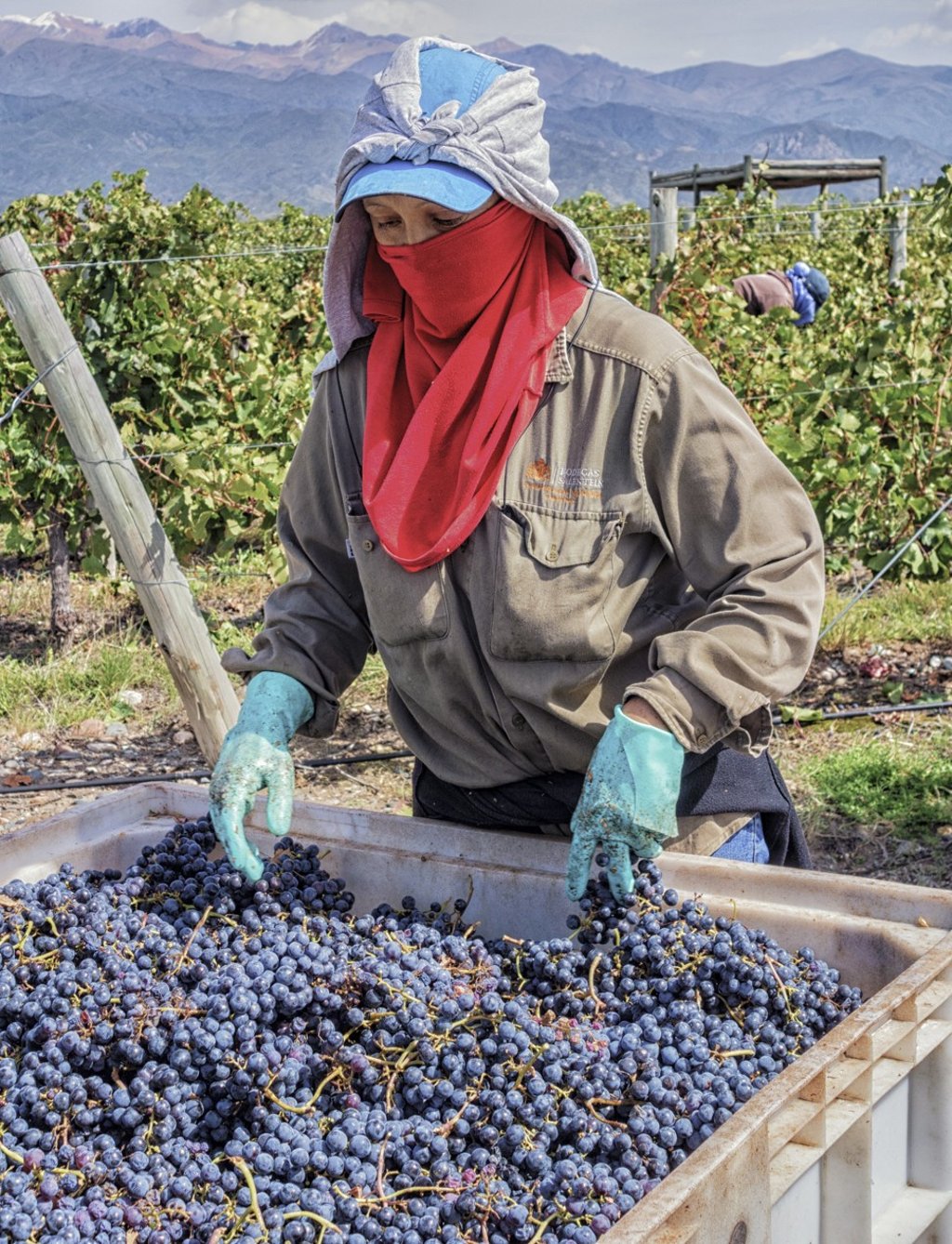 Harvest time at Bodega Catena Zapata. Picture: Alamy