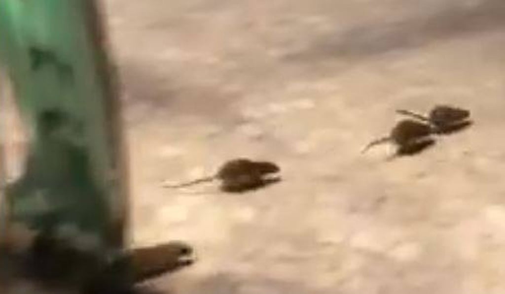 Rats scurry away from a rubbish bin near the Notre Dame Cathedral in Paris in this scene from a video posted on Facebook on Monday. Photo: Facebook / Basile Ducorneau Rats scurry away from a rubbish bin near the Notre Dame Cathedral in Paris in this scene from a video posted on Facebook on Monday. Photo: Facebook / Basile Ducorneau