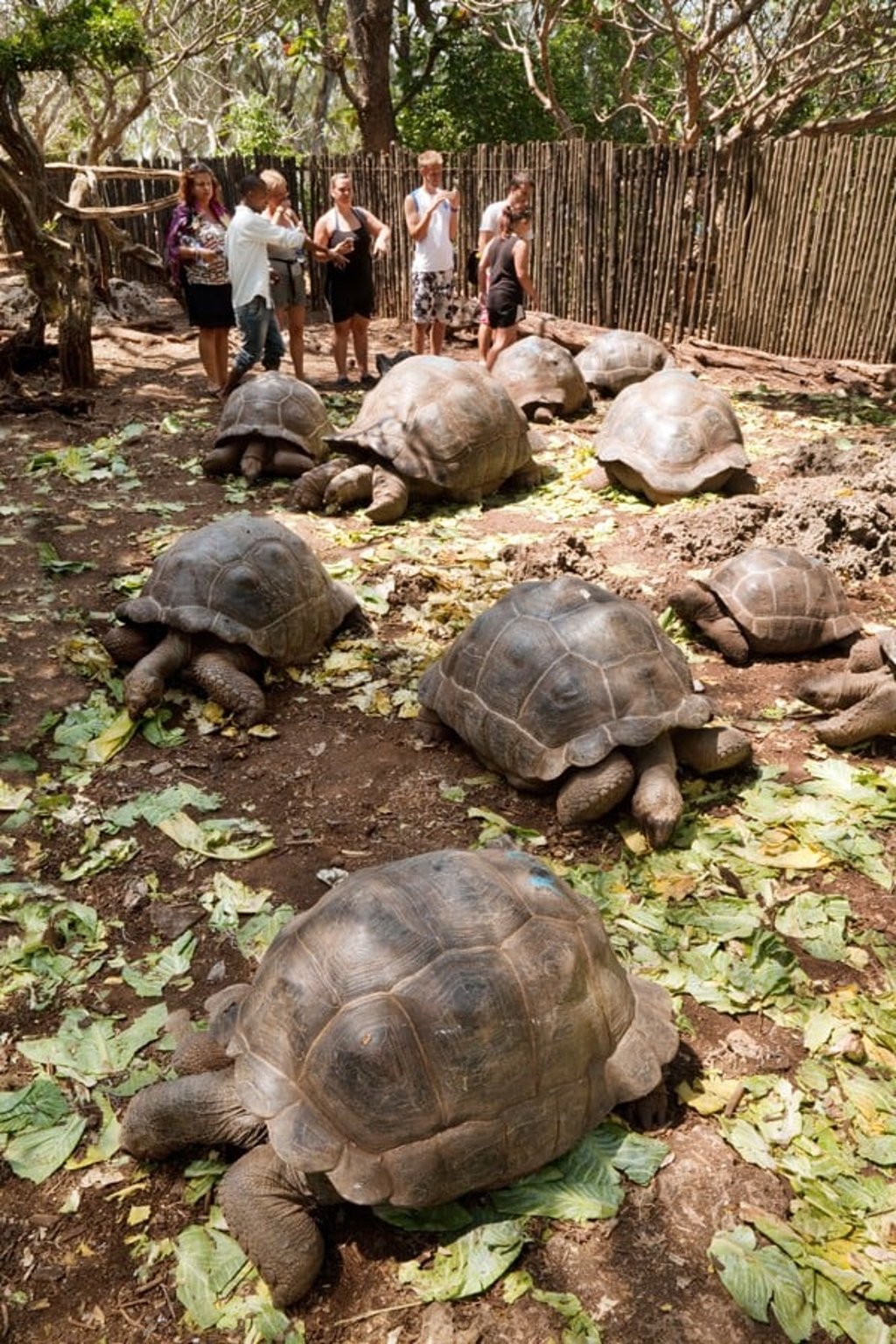 Aldabra giant tortoises on Prison Island. Picture: Alamy