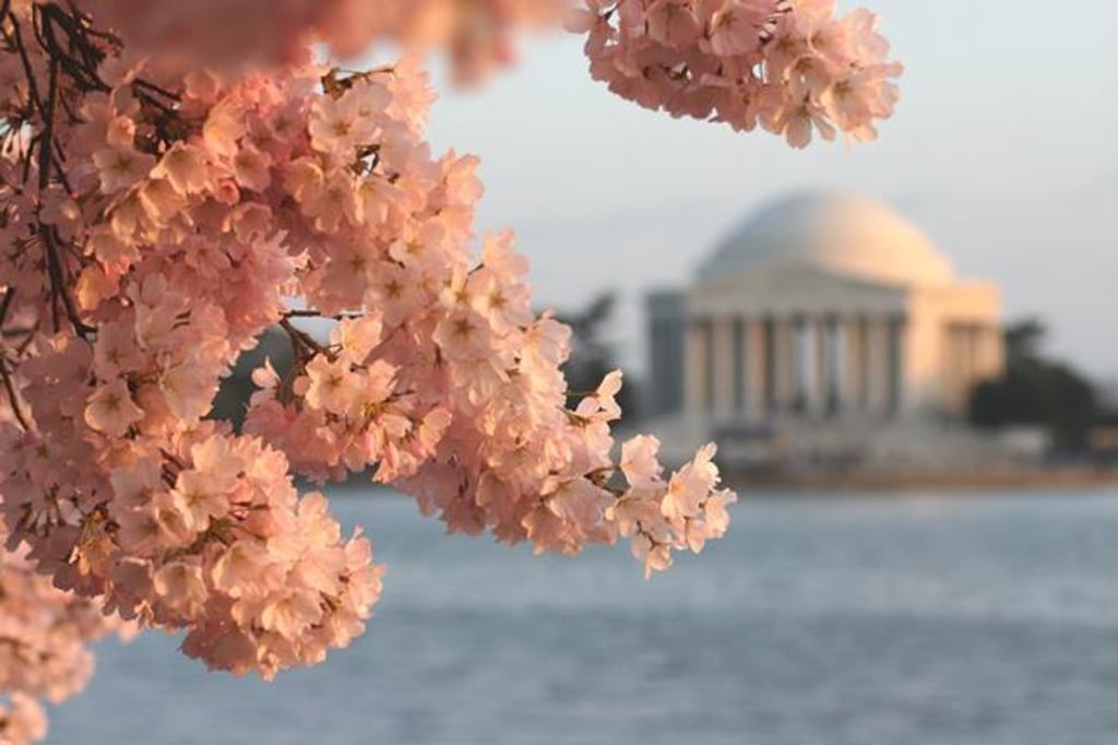 Cherry blossoms are a beautiful sight in April in Washington, DC. Photo: NCBF