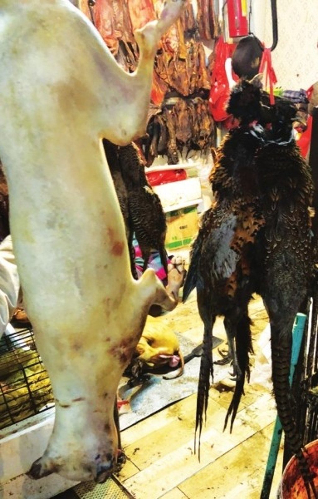 The carcasses of wildlife hanging at a stall at a wet market. Photo: Xw.qq.com