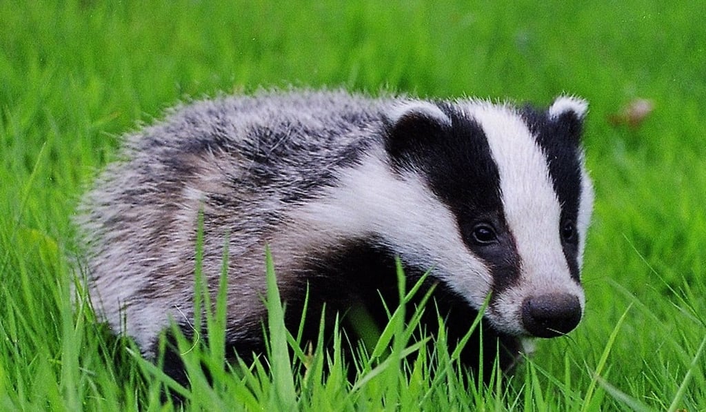 A young European badger. Photo: Wildlife Aid