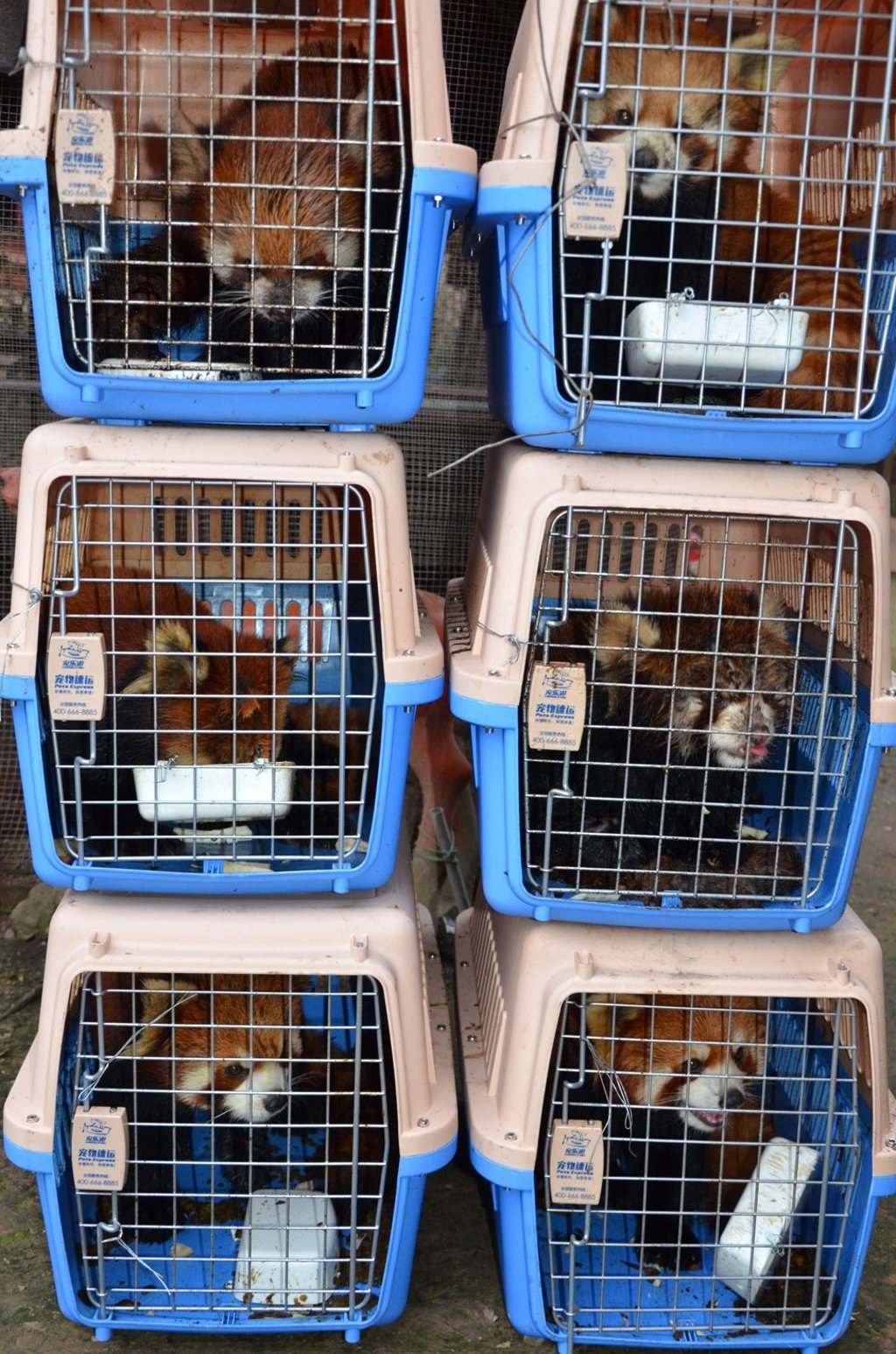 Six red pandas in cages in the city of Luang Namtha – only three survived. Photo: AFP