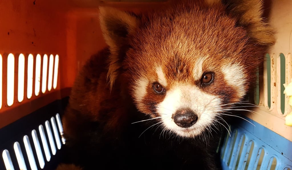 One of three red pandas being transported to the Free The Bears sanctuary in Laos. Photo: AFP