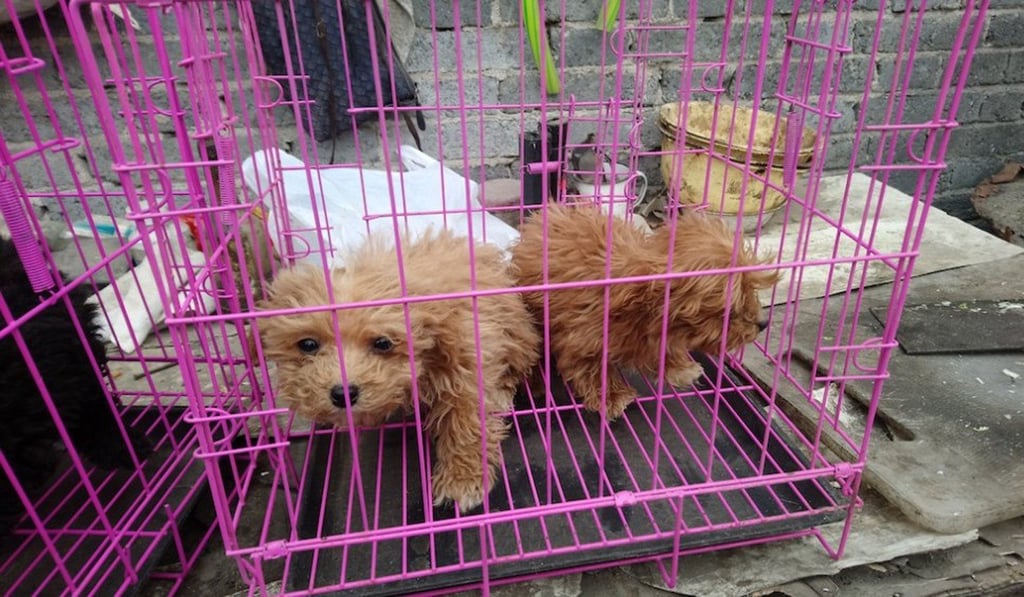 Dogs in a small cage in a Chinese puppy mill. Photo: Peta Dogs in a small cage in a Chinese puppy mill. Photo: Peta