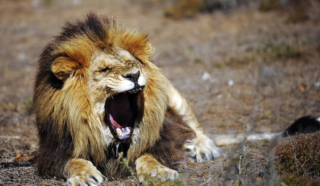 A lion lies down in his precinct in the Shamwari Game Reserve, some 80km northeast of Port Elizabeth, South Africa. Photo: Agence France-Presse