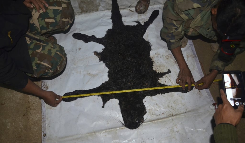The pelt of a black panther said to have been found with Premchai Karnasuta. Photo: AP