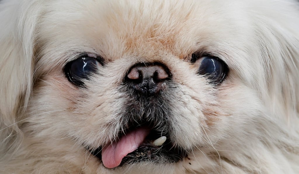 The Beijing Pekingese breed is facing a crisis, according to one breeder. Photo: Reuters