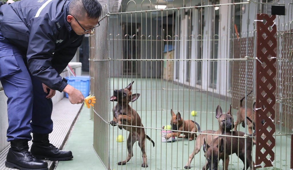 A batch of Belgian shepherd pups. Photo: K.Y. Cheng
