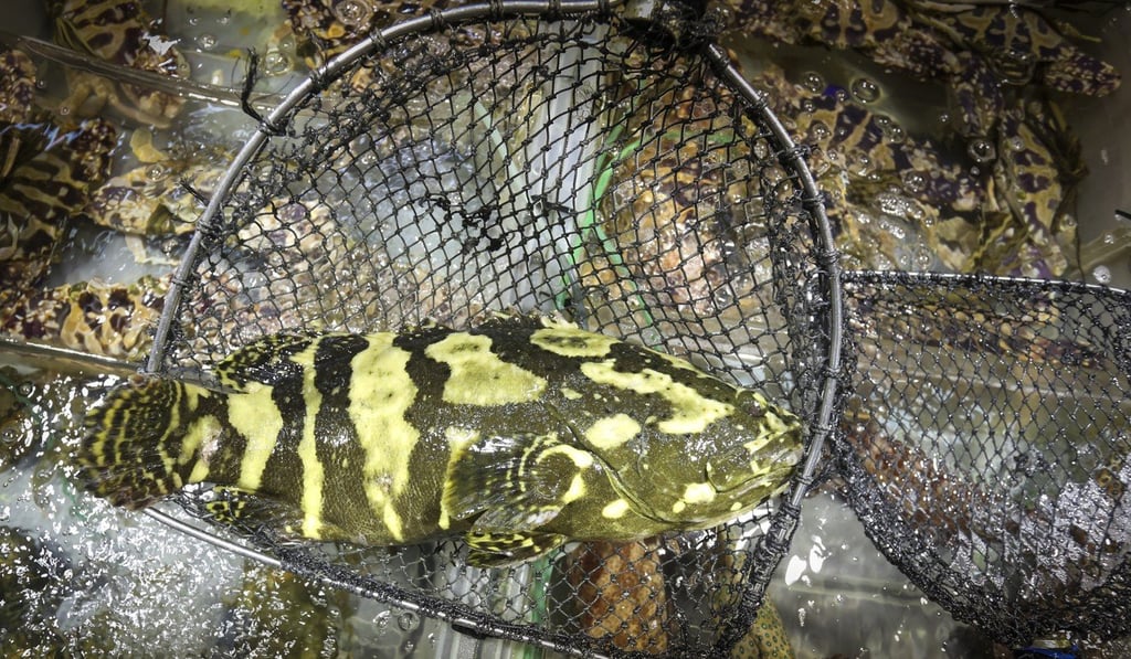 A Sabah giant grouper at a seafood stall in North Point Ferry Pier. Photo: May Tse