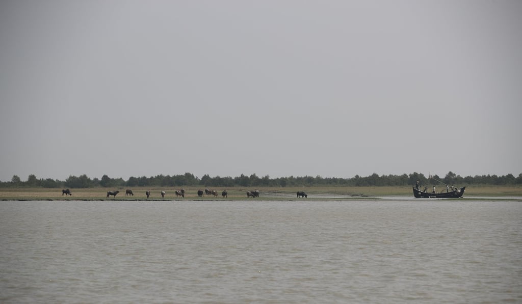 Buffaloes are seen on the island of Bhasan Char in the Bay of Bengal. Photo: Reuters