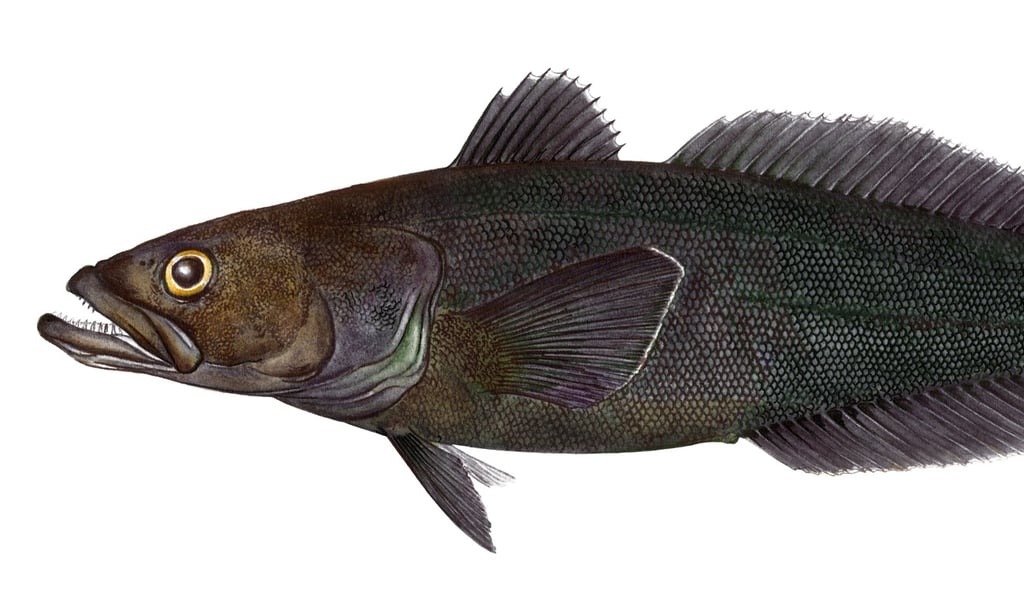 The Patagonian toothfish, also known as the Chilean sea bass, is a lucrative target for illegal fishing. Picture: Alamy